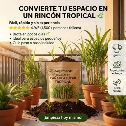 SugarSeed™ — Tu Propia Caña de Azúcar Tropical y Fresca en Casa