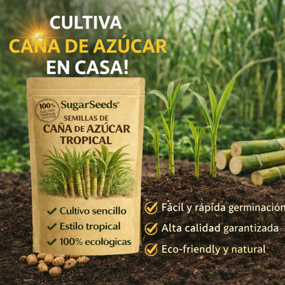 SugarSeed™ — Tu Propia Caña de Azúcar Tropical y Fresca en Casa