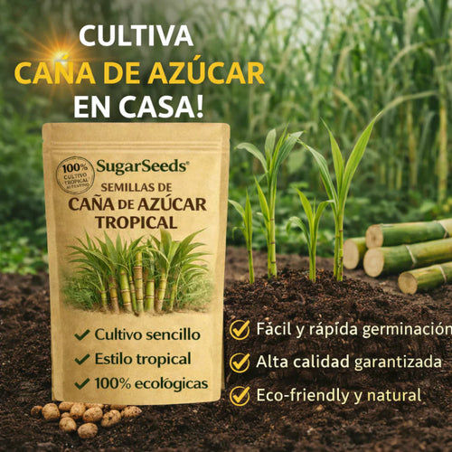 SugarSeed™ — Tu Propia Caña de Azúcar Tropical y Fresca en Casa